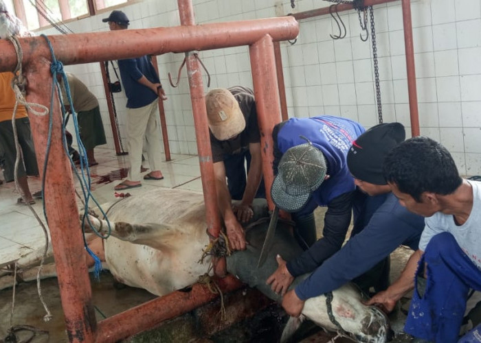 RPH Milik Disbunnak Lampung Barat Minim Fasilitas