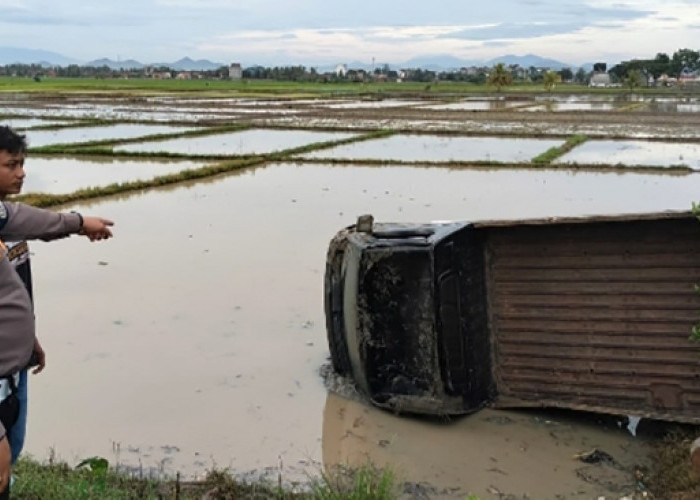 Melintas di Jalinbar Pringsewu, Pikap Bertemu Kucing, Jadi Begini Akhirnya 
