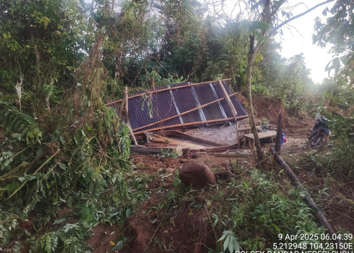 Belasan Gajah Liar Mengamuk, 7 Rumah Warga Rusak Parah