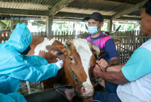 Vaksin untuk Sapi Disiapkan, Jumlahnya Mencengangkan!