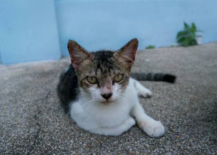 Perbedaan Scabies dan Jamur Pada Kucing, Cat Lovers Wajib Tahu 