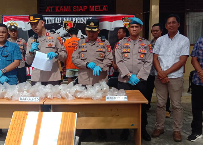 Polres Pesisir Barat Ungkap Penyelundupan Baby Lobster Senilai Rp 1 Miliar, Rencananya Dikirim ke Vietnam 