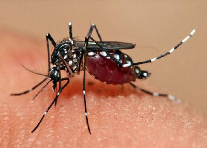 Waspada! Dinas Kesehatan Catat Puluhan Kasus DBD 