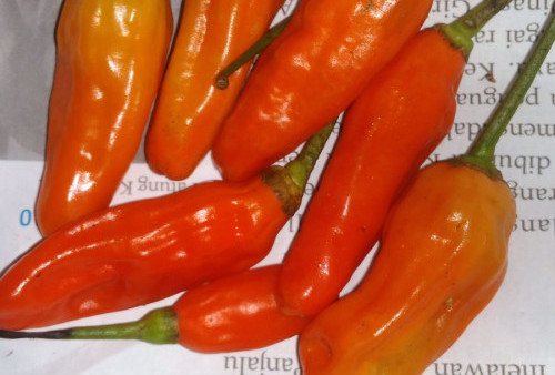 Netizen Heboh, Beli Cabai Rawit Rp 5.000 Hanya Dapat 8 Biji, Ternyata Ini Penyebabnya