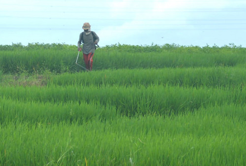 Sawah Alih Fungsi Jadi Kolam Ikan, Ini Kata DTPH Lampung Barat