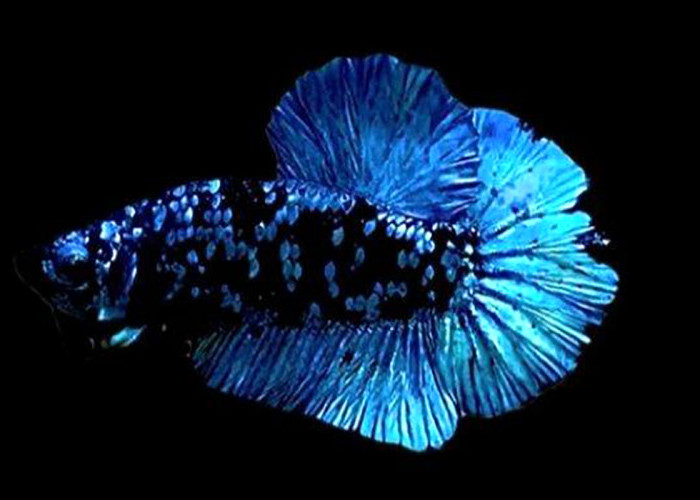 Ikan Cupang Avatar Dengan Warna Mirip Galaxy, Asal-usul dan Jenisnya  
