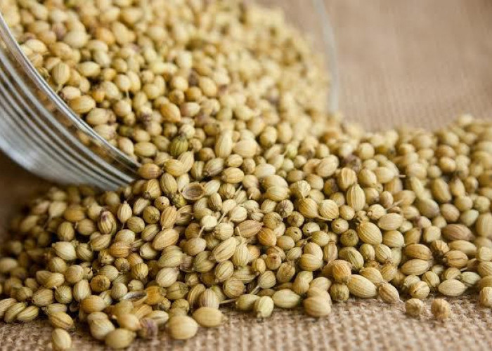 Cegah Osteoporosis dan Tingkatkan Kesehatan Tulang Lewat Racikan Minuman Herbal Teh Ketumbar