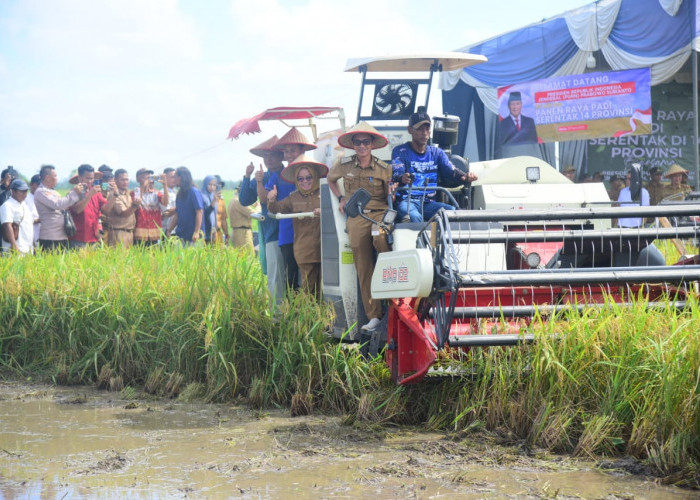 Bupati Mesuji Panen Raya Padi Serentak di Pangkal Mas Jaya