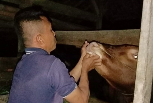 Pastikan Bebas PMK, Disbunnak Tanggamus Gencarkan Pemeriksaaan Hewan Kurban