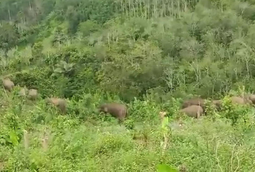 Kawanan Gajah Datang Lagi, Belasan Hektare Kebun Pisang Rusak