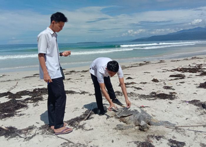 Penyu Ukuran Besar Ditemukan Mati di Pantai Labuhan Jukung Pesisir Barat Lampung