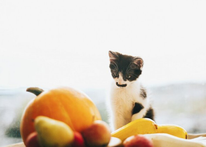  Catat ya, Jenis Buah Ini yang Aman Dimakan Kucing