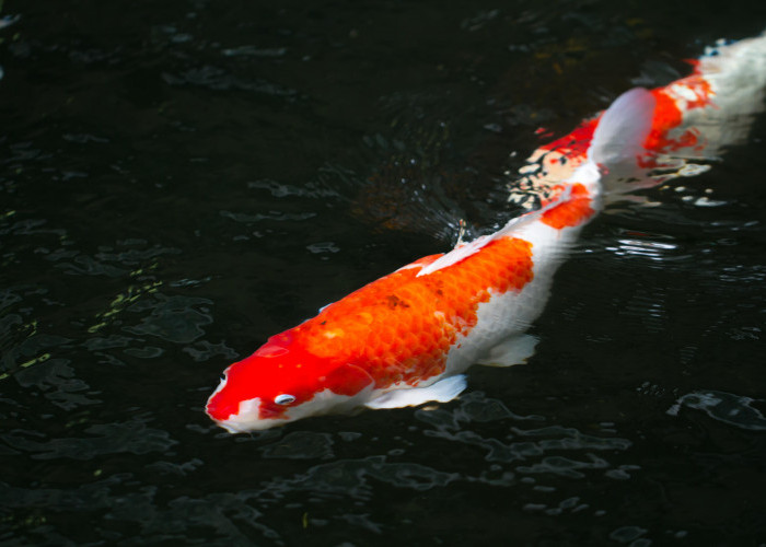 Sejarah Ikan Koi Dari Persia ke Jepang Hingga Populer di Indonesia