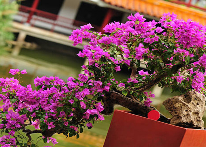 Catat! Inilah 6 Kesalahan Pemula Dalam Membuat Bonsai Bougenville