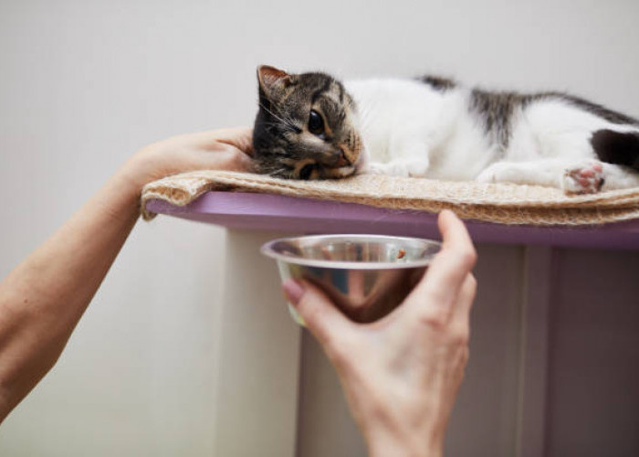 Kucing Tak Mau Makan? Ini Sebab dan Cara Mengatasinya