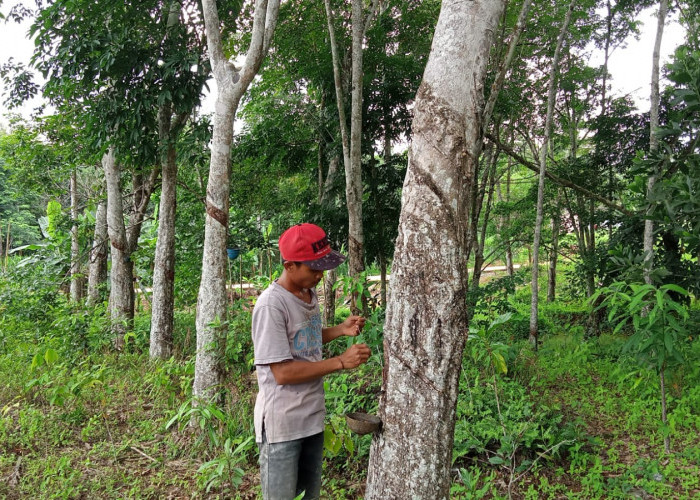 Awal 2024, Segini Harga Karet di Mesuji Lampung 