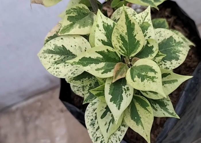 5 Jenis Bougenville Variegata, Tanaman Hias Tahan Panas Dengan Warna Daun Unik 