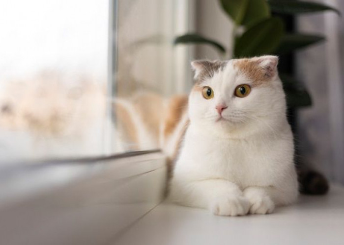 Hindari 6 Aroma Ini yang Tidak Disukai Kucing, Ternyata Ada Aroma Jeruk