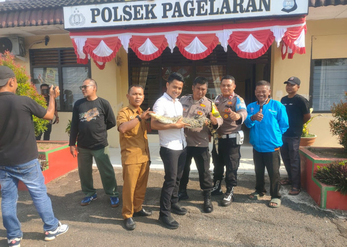 Bikin Heboh, Buaya Muara Diserahkan ke BKSDA