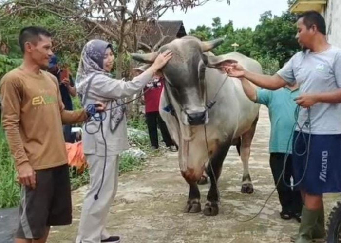 Dua Sapi Kurban Asal Metro Telah Dibeli Presiden Prabowo Subianto