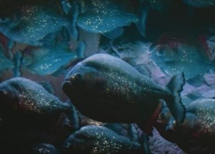 Benarkah Ikan Piranha Bisa Memakan Manusia? Ayo Kita 'Kenalan' Lebih Jauh