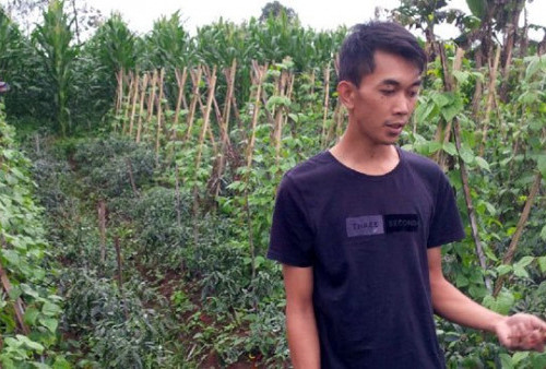 Begini Cara Menanam Cabe yang Baik dan Benar