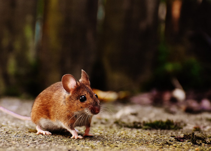 Tak Perlu Pakai Racun, Ini Tanaman Penangkal Tikus di Rumah