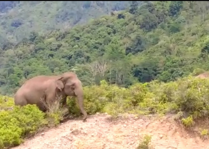 Diacak-acak Kawanan Gajah, Sawah di Suoh Gagal Panen 