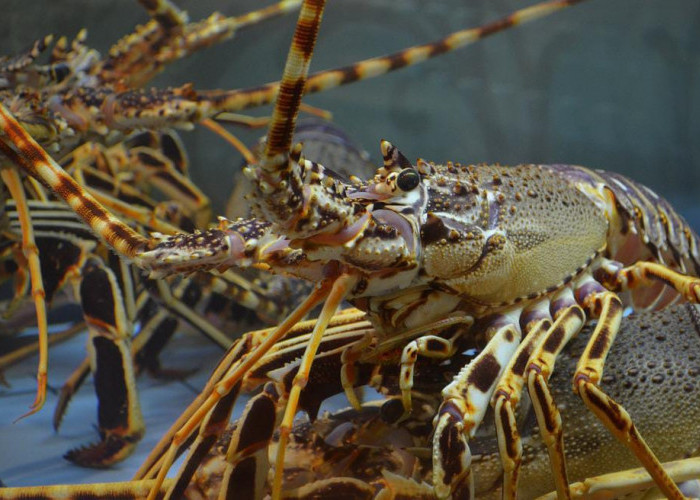 4 Tips Agar Budidaya Lobster Air Tawar Terbebas Dari Hama, Pemula Wajib Tahu 