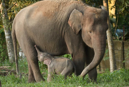 Kado Istimewa World Elephant Day, Gajah Lahir di Lembah Hijau 