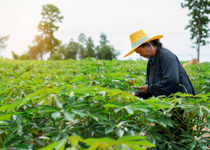 Harga Singkong di Mesuji Turun, Senyum Petani makin Redup