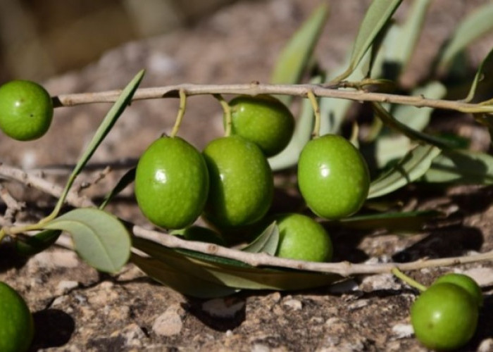 Olive Oil Facts That Can Tighten Breasts