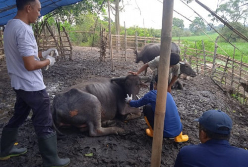Dinas Pertanian Bidang Peternakan Mesuji Minta Peternak Jaga Kebersihan Kandang