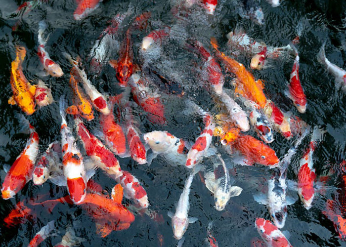 4 Ikan Koi Lokal Indonesia, Tidak Kalah Cantik dan Mahal Dengan Jenis Impor 