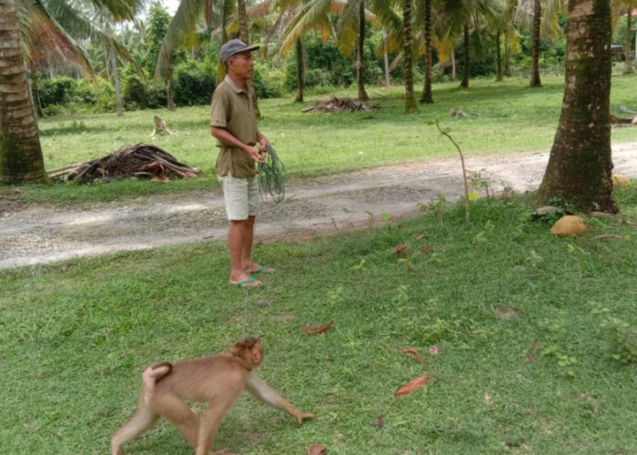 Ketika Monyet Upahan Bekerja 