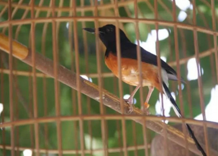 Bukan Jangkrik atau Kroto, Ini Makanan Terbaik untuk Murai Batu