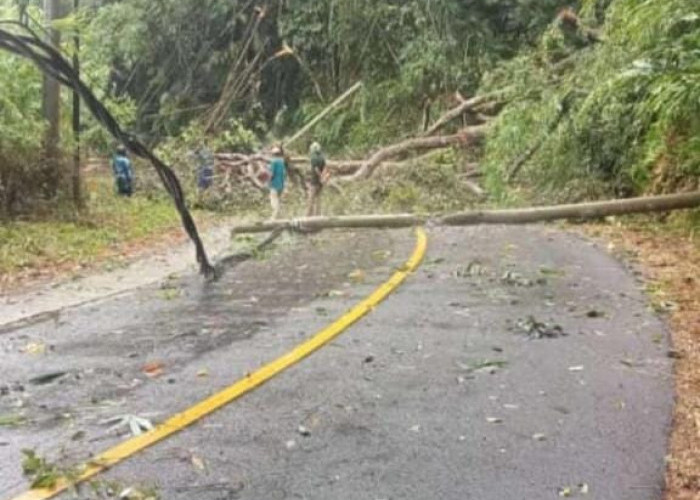 Waspada! Bencana Longsor dan Pohon Tumbang Lumpuhkan Ruas Jalan Baturbrak - Belalau 