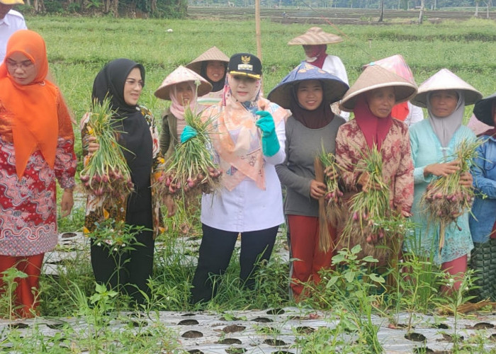 Hadiri Panen Bawang Merah, Bupati Tanggamus Harapkan Ini 