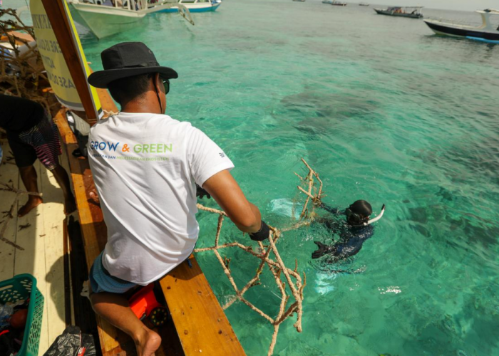 BRI Menanam 'Grow & Green' Transplantasi Terumbu Karang, Jadi Ujung Tombak Pelestarian Ekosistem Laut di NTB
