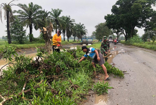 Hujan Deras Rawan Pohon Tumbang