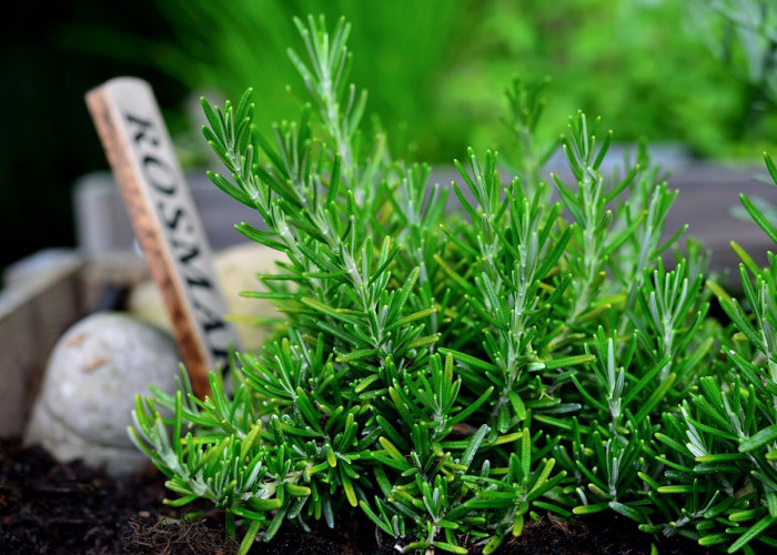 Tanaman Rosemary, Bumbu Masak Yang Baik Untuk Kesehatan