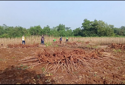 Stok Melimpah, Harga Singkong di Mesuji Turun