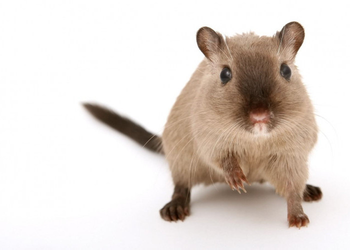 Wow, Bulu Hamster White, Hewan Eksotis Ini Dapat Berubah Warna Loh!