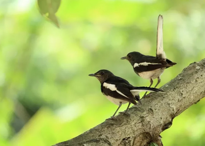 Update Harga Burung Kacer Terbaru 2023, Mulai Dari Rp 200 Ribu  