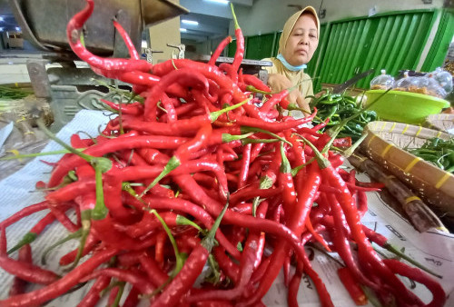 Kendalikan Inflasi, Pemkot Bandar Lampung Gencar Sebarkan Bibit Cabai