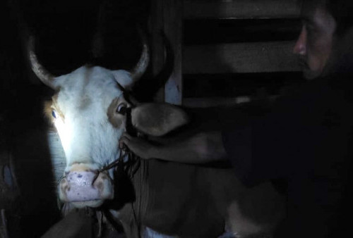 Geger, Sapi Mati Mendadak di Kotaagung Timur, Ternyata Ini Penyebabnya 