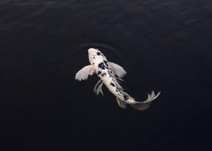 Fakta Unik Ikan Koi Utsurimono yang Bikin Banyak Kolektor Terpikat