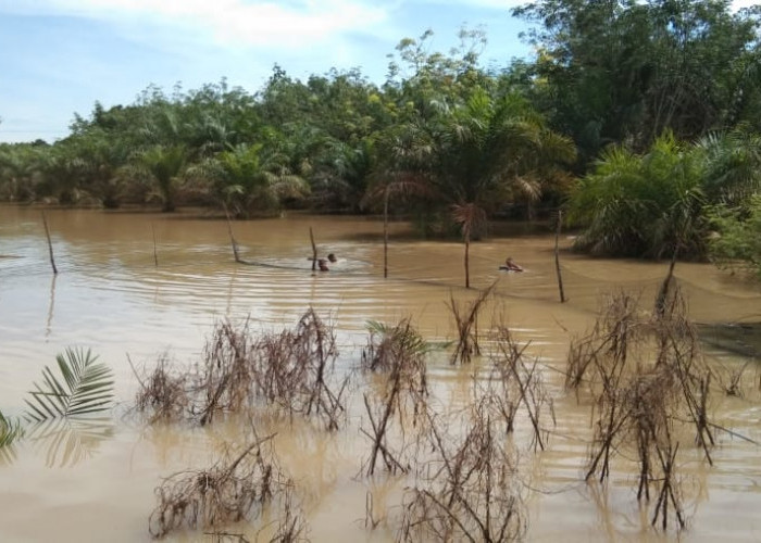 Banjir Genangi Lahan Sawah, Petani Way Kanan Ketar-ketir
