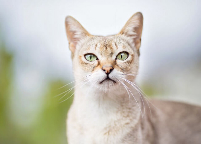 Yuk Kenalan Dengan Kucing Ras Singapura, Begini Ciri-cirinya