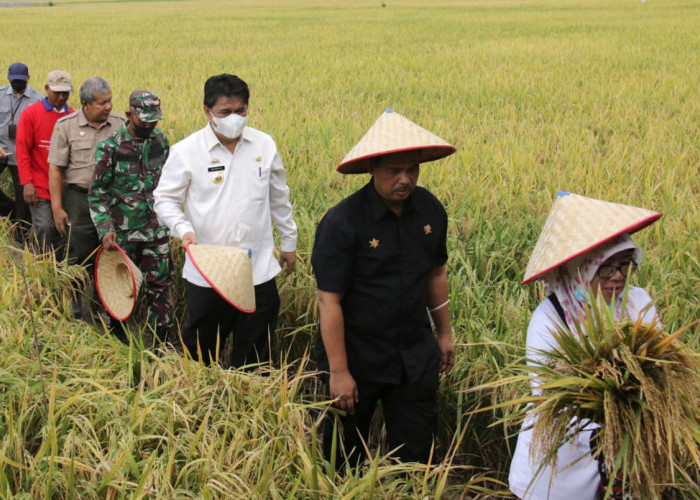 Benih Padi Asal Pringsewu Dipasarkan Hingga Aceh 